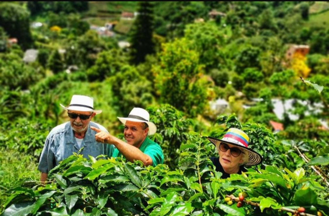 Recorrido entre cafetales con guía local